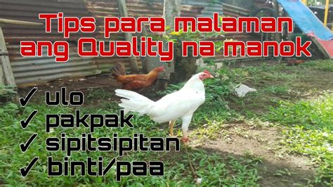 quality na manok panabong|10 TIPS SA PAGPILI NG MANOK PANABONG NA MAGALING .